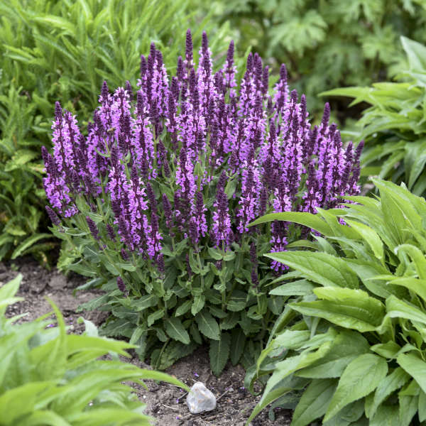 'Pink Profusion' Salvia - Image 5