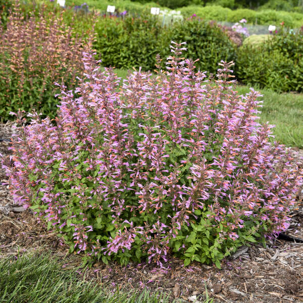 'Pinky Pie' Hummingbird Mint (Agastache)