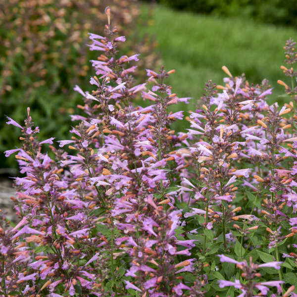 'Pinky Pie' Hummingbird Mint (Agastache) - Image 2