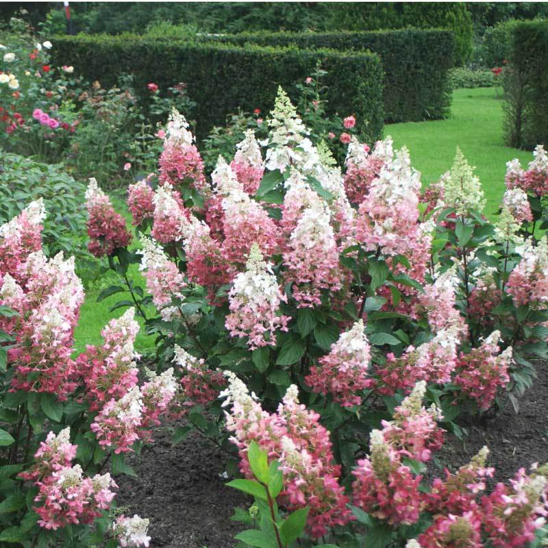 Pinky Winky® Panicle Hydrangea - Image 2