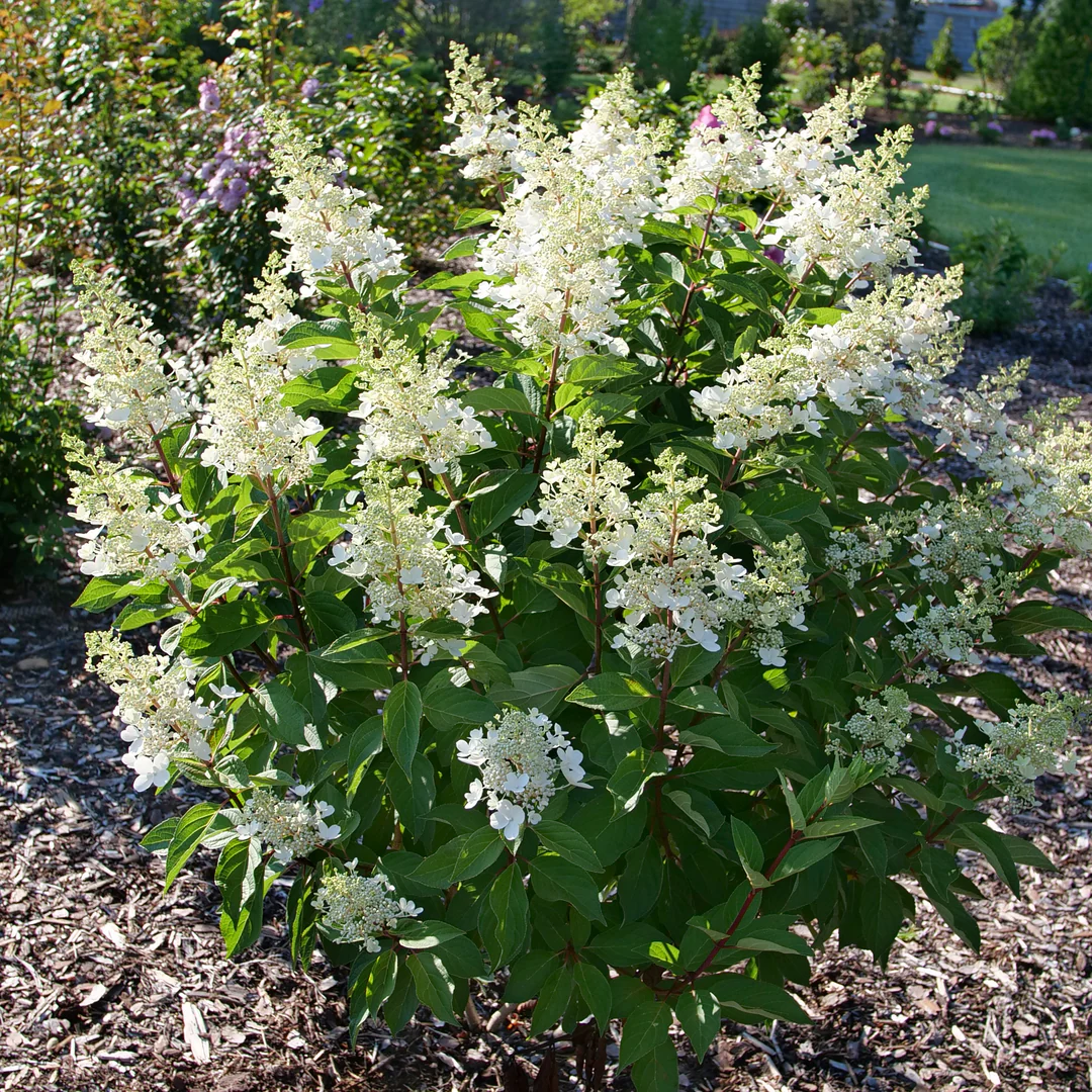 Pinky Winky Prime® Panicle Hydrangea - Image 5