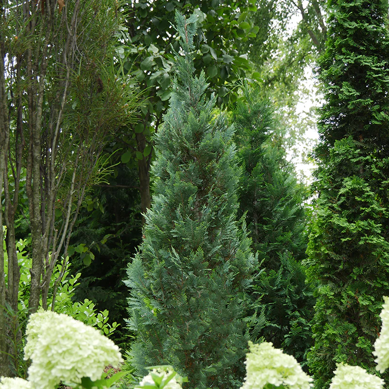 Pinpoint® Blue False Cypress - Image 2