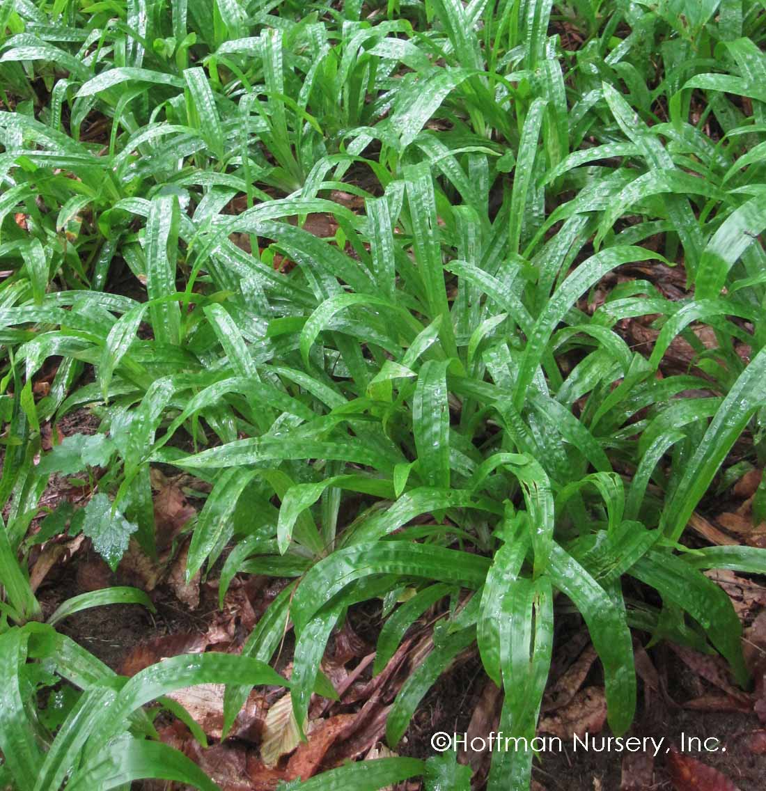 Plantain-Leaf Sedge (Carex)