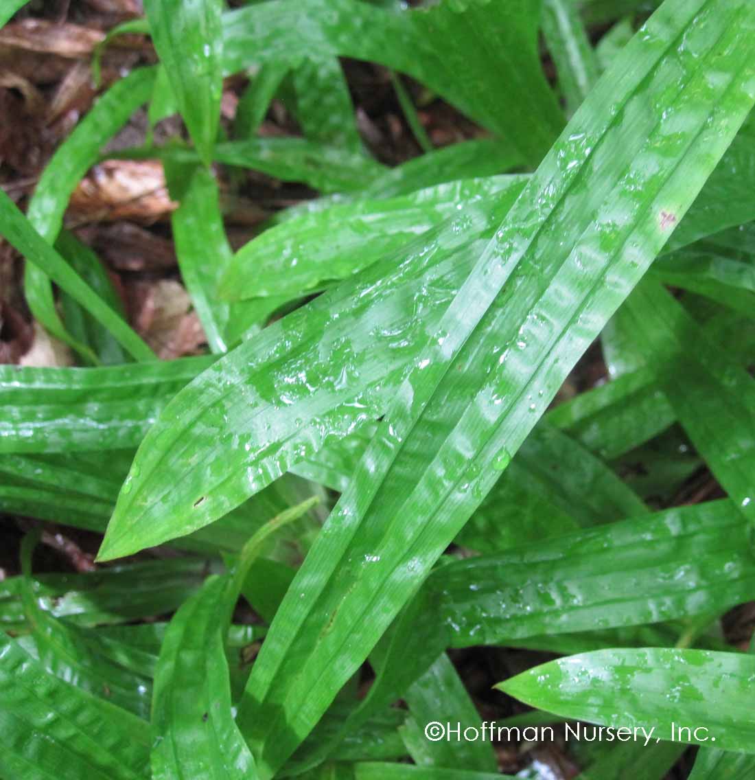 Plantain-Leaf Sedge (Carex) - Image 3