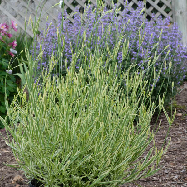 Platinum Blonde™ Lavender (Lavandula)