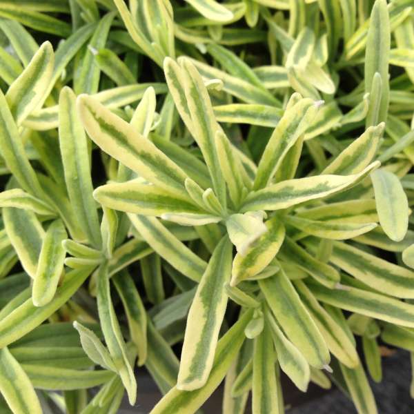 Platinum Blonde™ Lavender (Lavandula) - Image 2