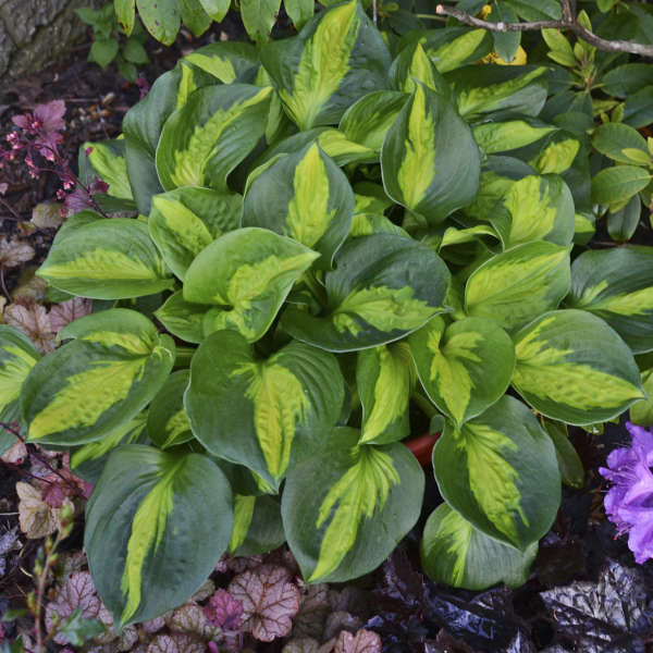 'Pocketful of Sunshine' Hosta