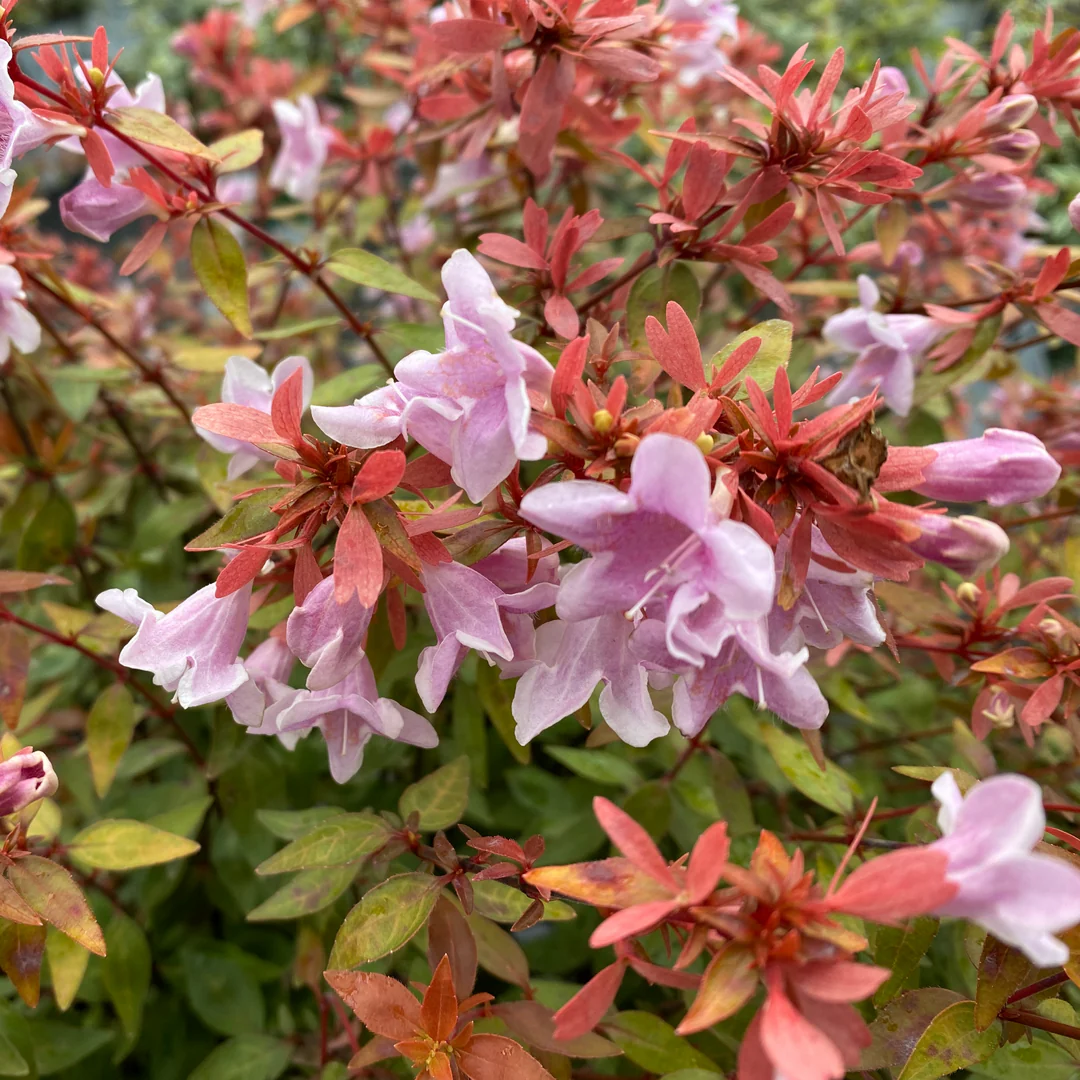 Poco Loco™ Abelia - Image 3
