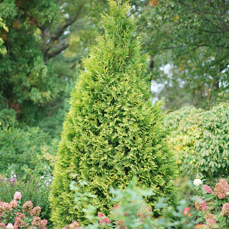 Polar Gold® Arborvitae (Thuja)