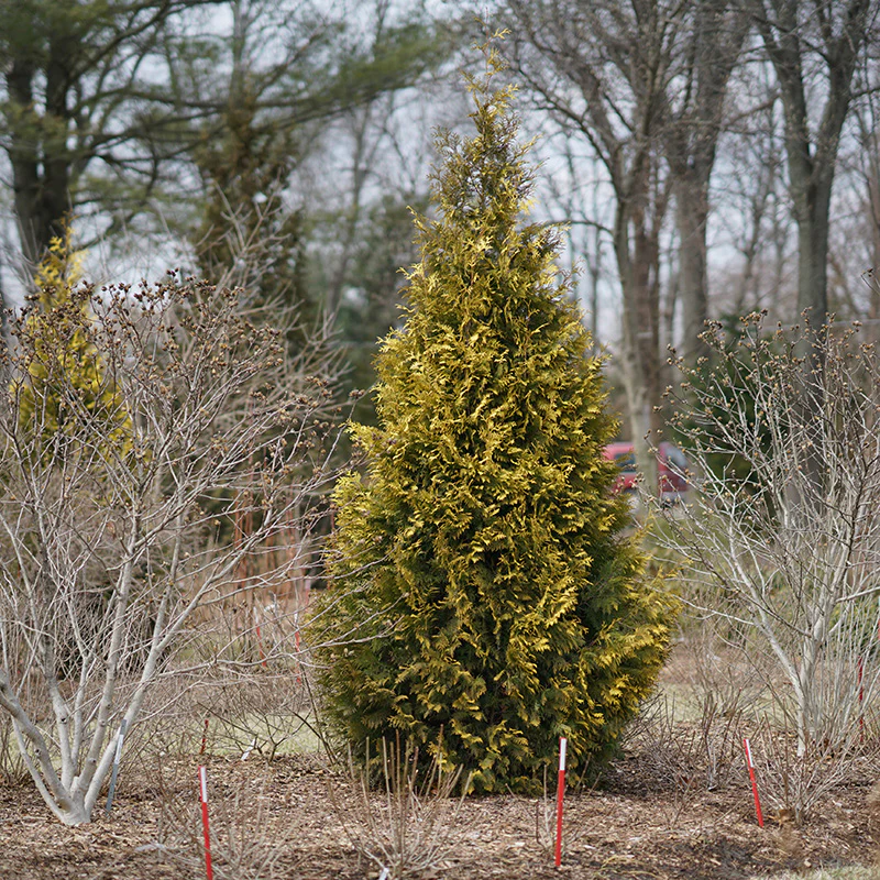 Polar Gold® Arborvitae (Thuja) - Image 2