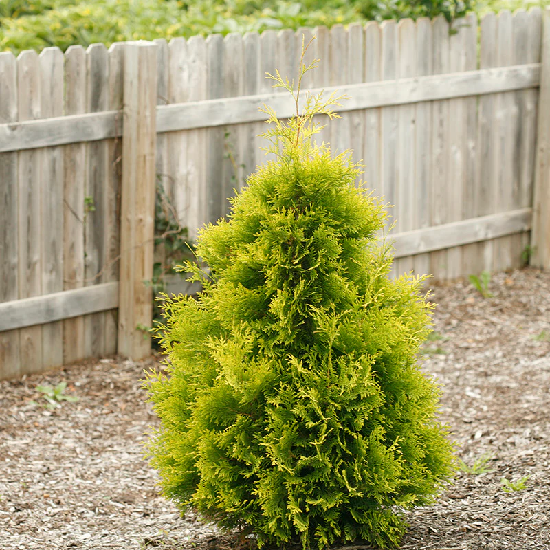 Polar Gold® Arborvitae (Thuja) - Image 3