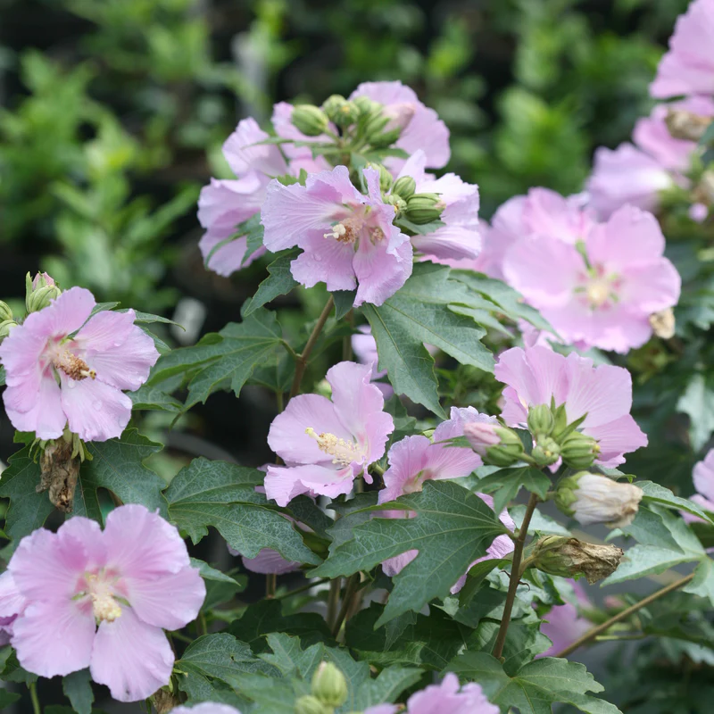 Pollypetite® Rose of Sharon (Hibiscus) - Image 2