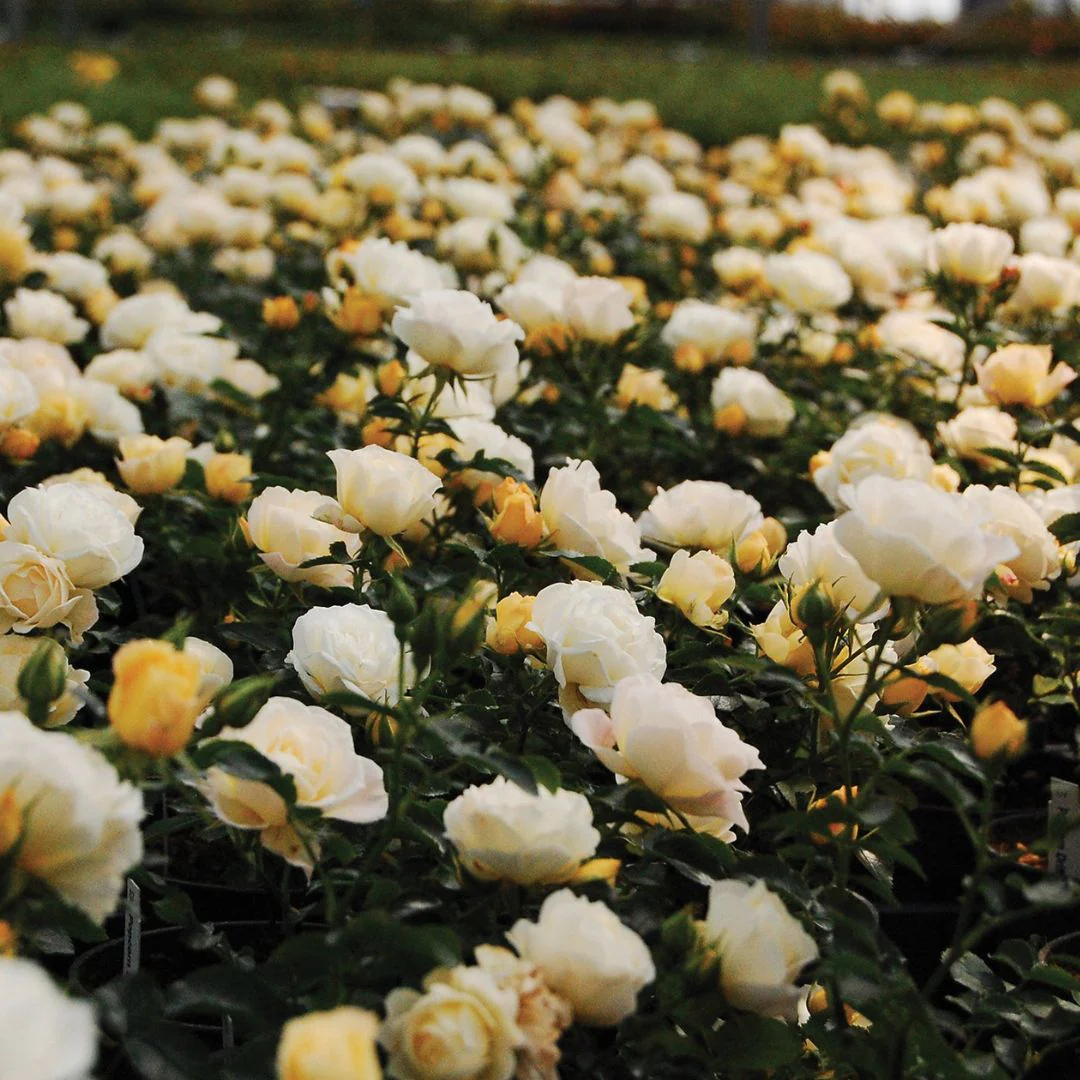 Popcorn Drift® Rose - Image 2