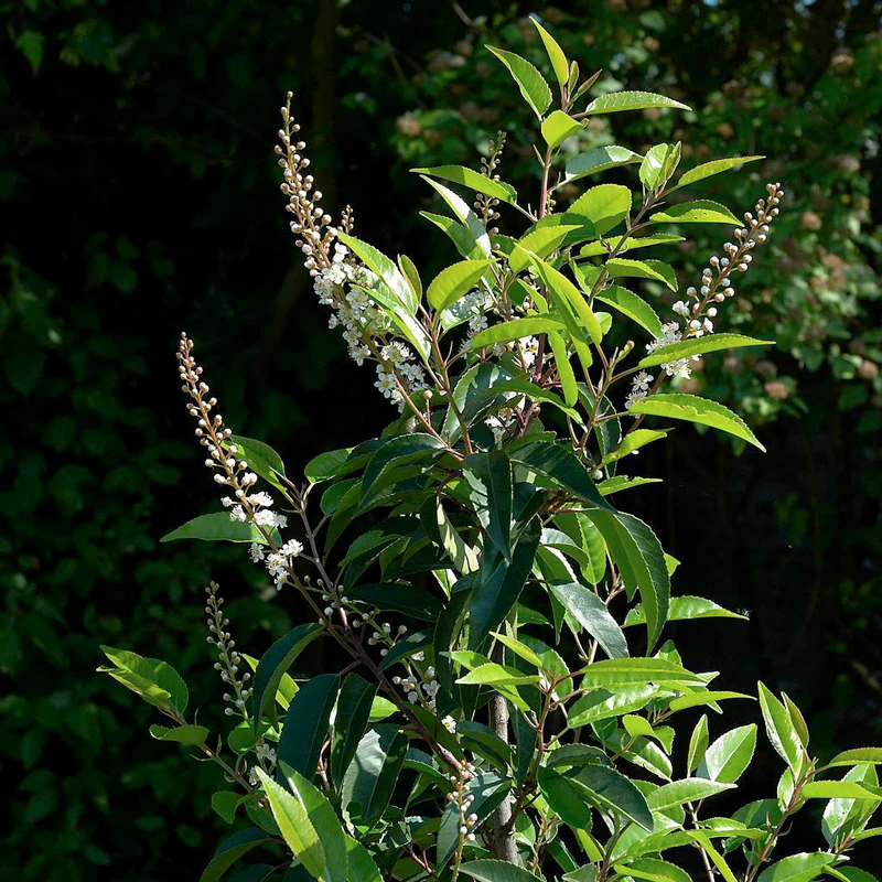 Portugal Laurel (Prunus)