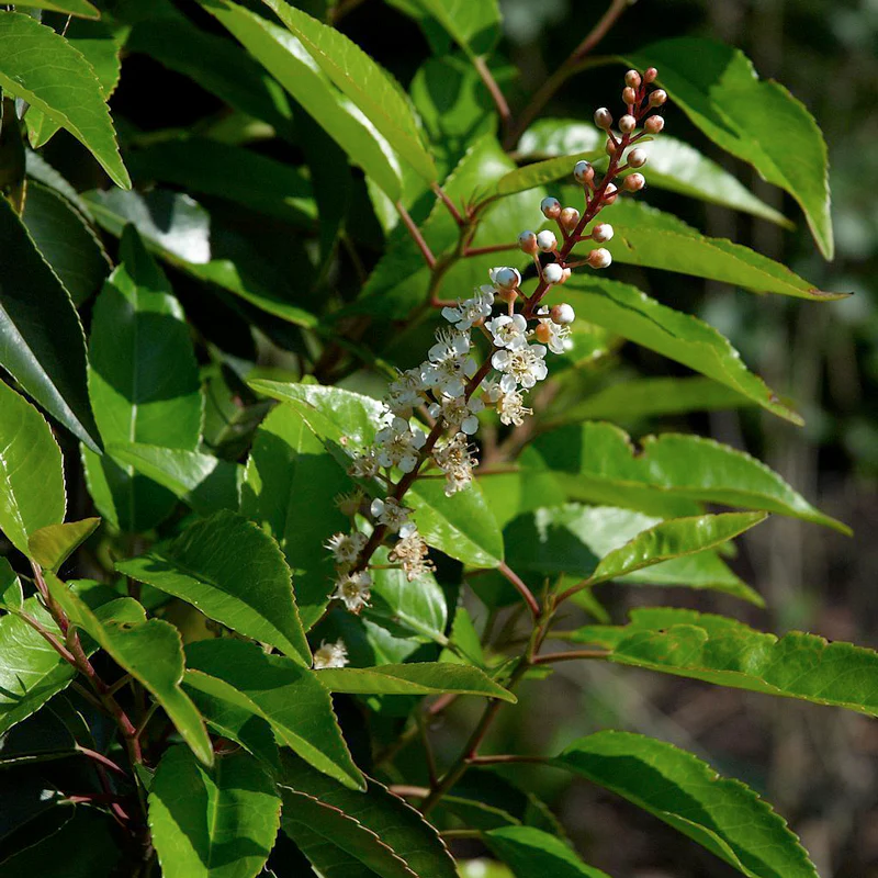Portugal Laurel (Prunus) - Image 2