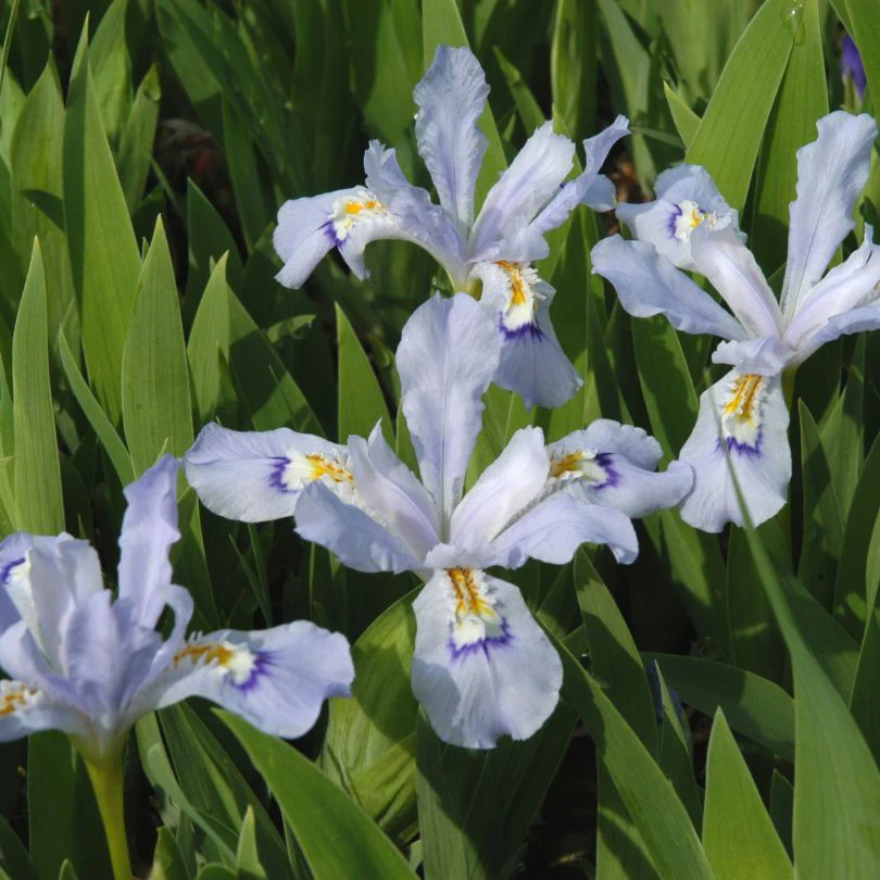 'Powder Blue Giant' Dwarf Crested Iris - Image 2