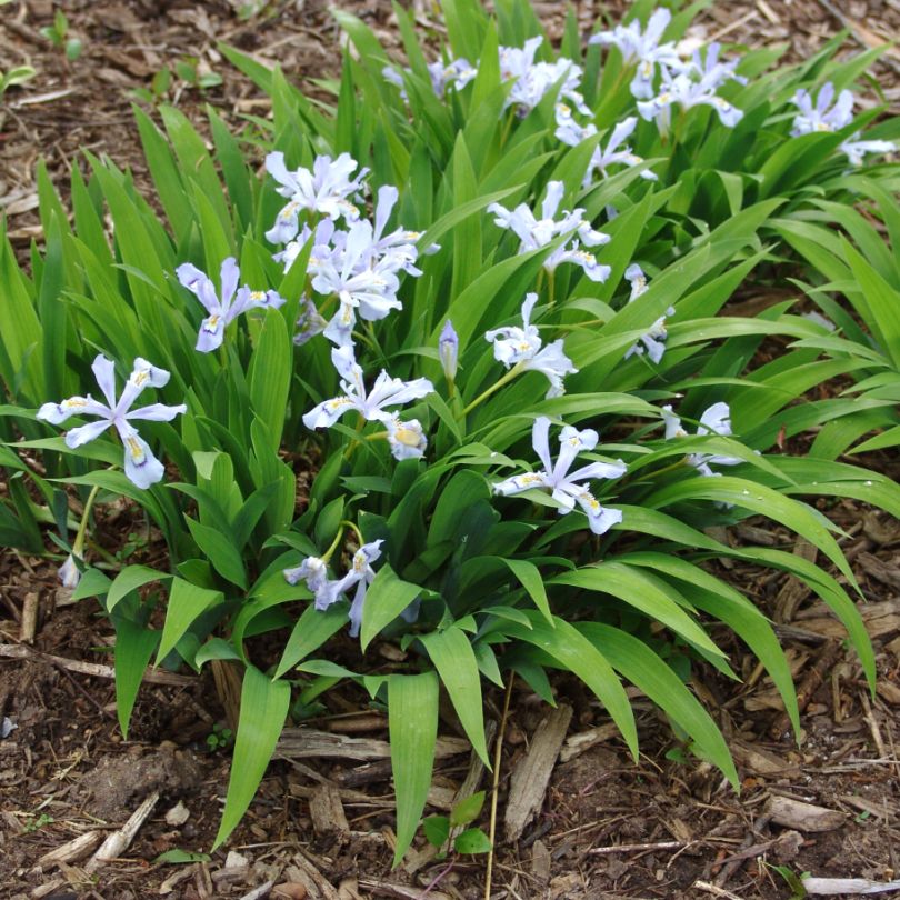'Powder Blue Giant' Dwarf Crested Iris - Image 3