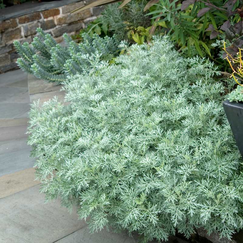 'Powis Castle' Wormwood (Artemisia)