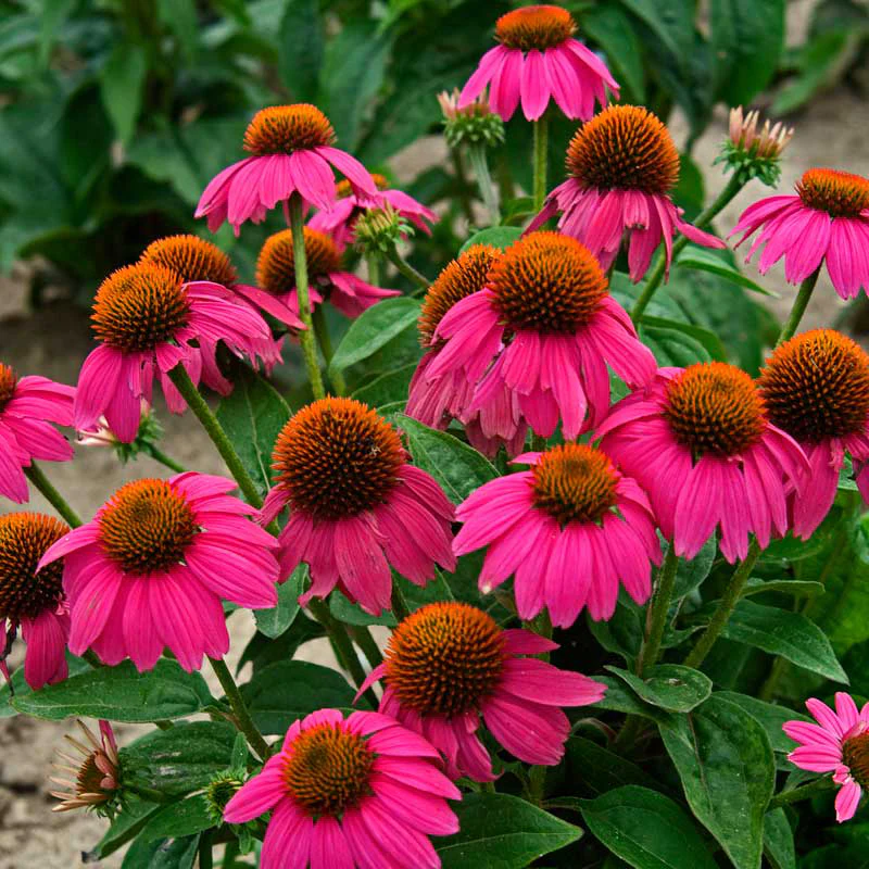 PowWow® Wild Berry Coneflower (Echinacea)