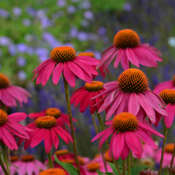 PowWow® Wild Berry Coneflower (Echinacea) - Image 4
