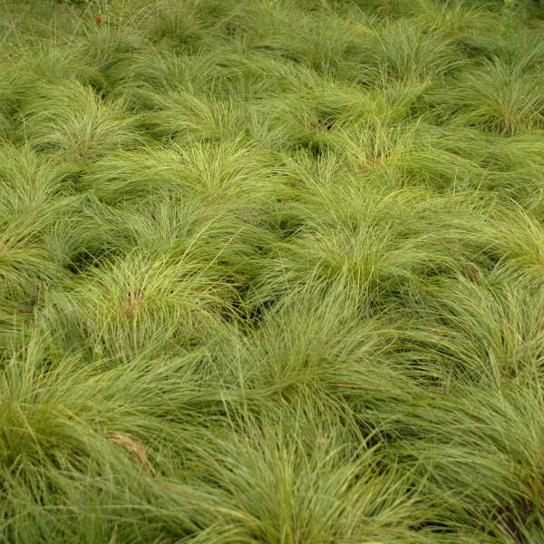 Prairie Dropseed (Sporobolus)