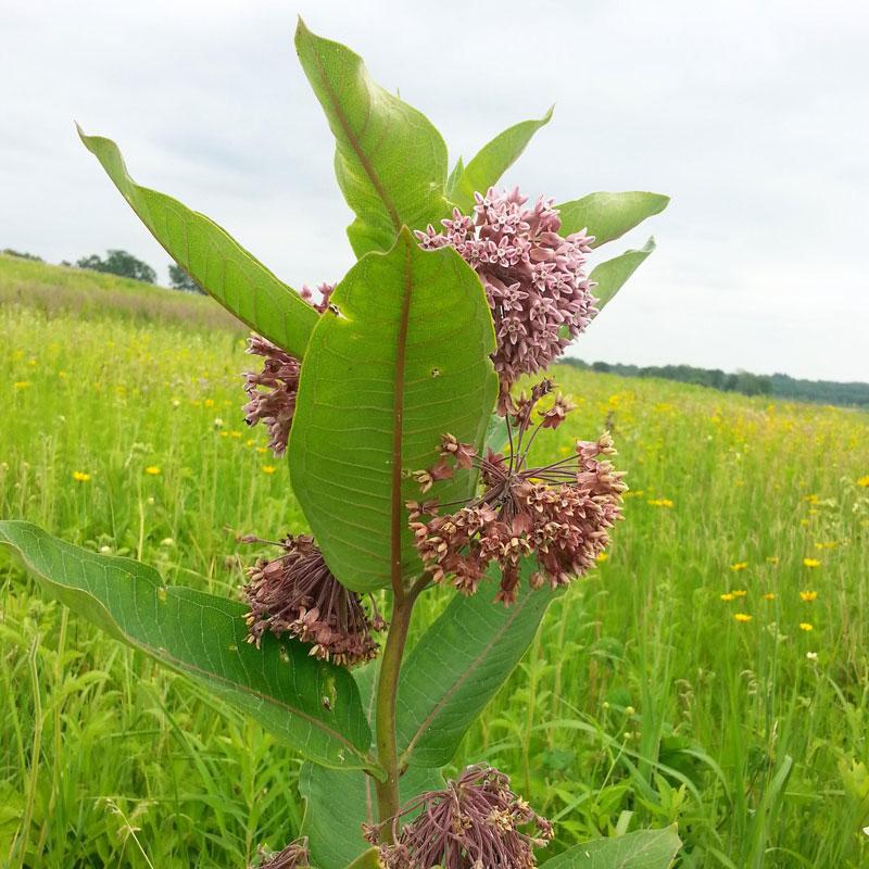 Prairie Milkweed (Asclepias)