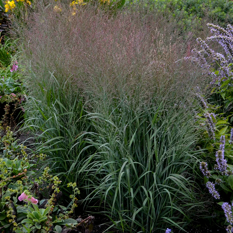 Prairie Winds® 'Apache Rose' Switchgrass (Panicum)