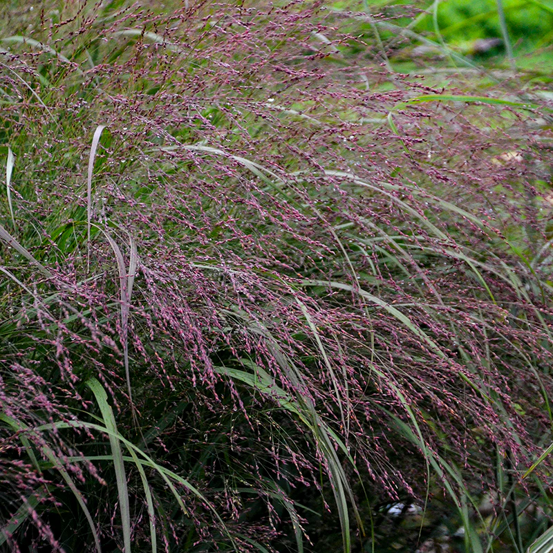 Prairie Winds® 'Apache Rose' Switchgrass (Panicum) - Image 2