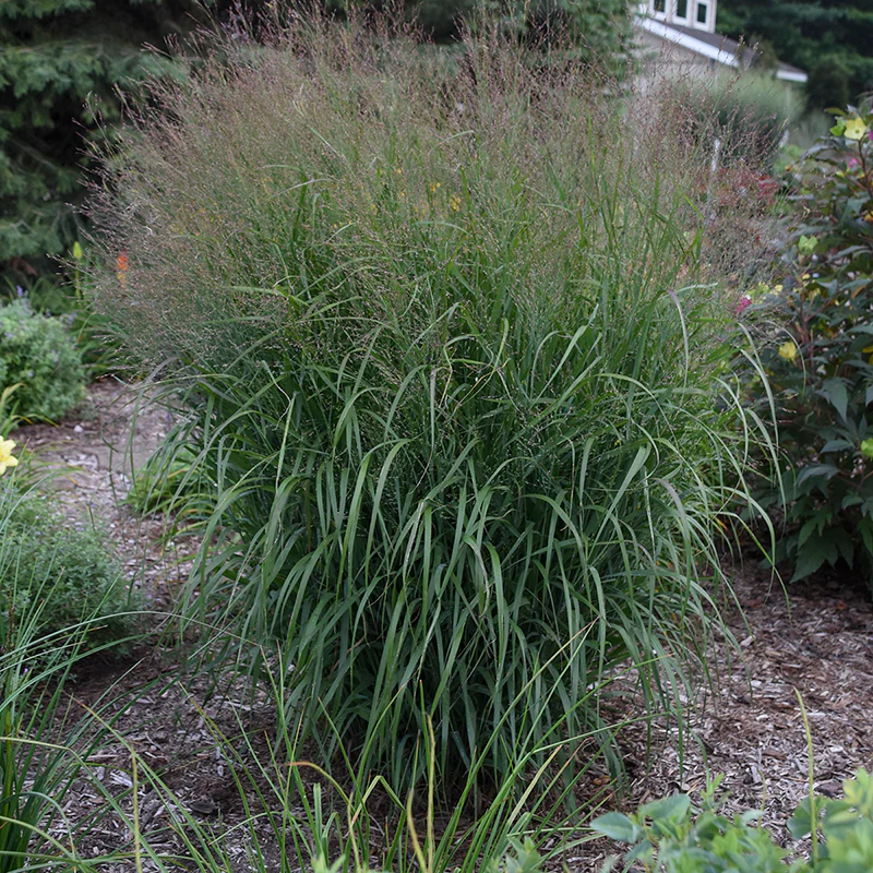 Prairie Winds® 'Apache Rose' Switchgrass (Panicum) - Image 4