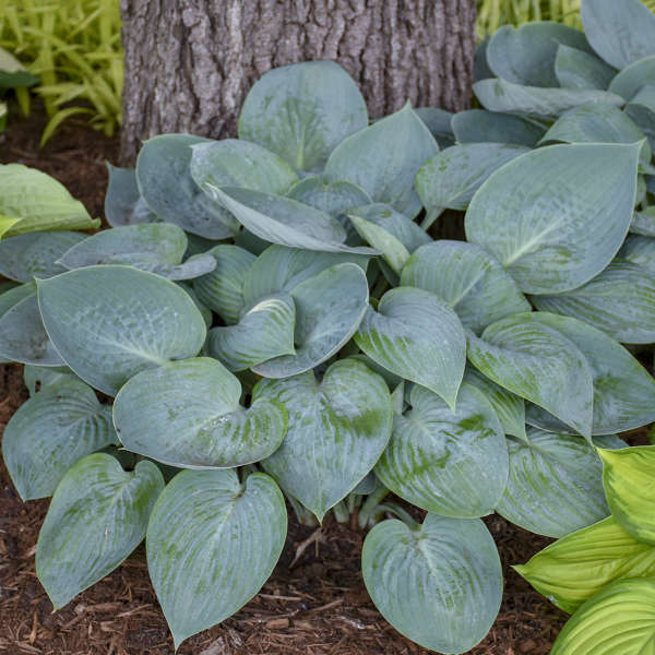 'Prairie Sky' Hosta