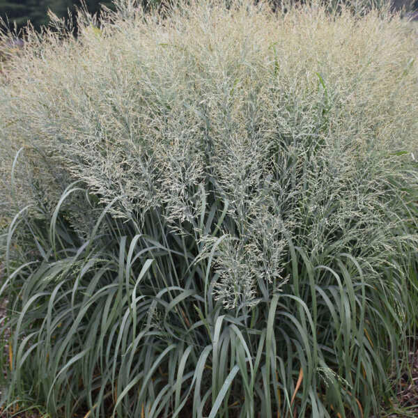 Prairie Winds® 'Niagara Falls' Switchgrass (Panicum) - Image 2