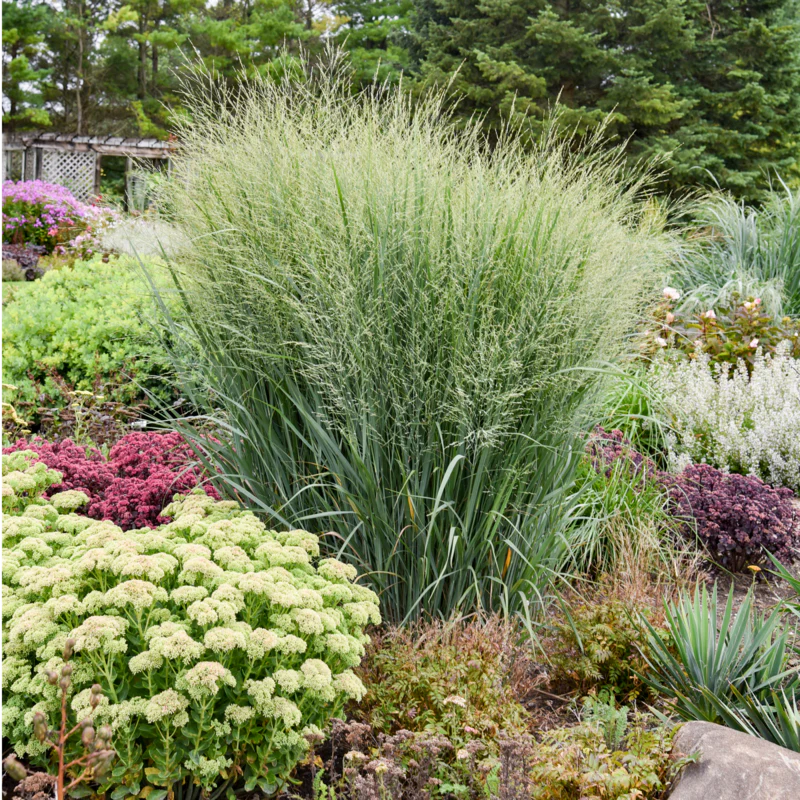 Prairie Winds® 'Totem Pole' Switchgrass (Panicum)