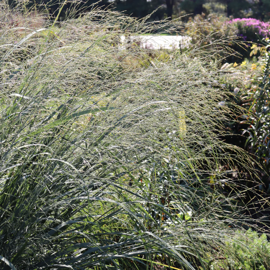 Prairie Winds® 'Totem Pole' Switchgrass (Panicum) - Image 2
