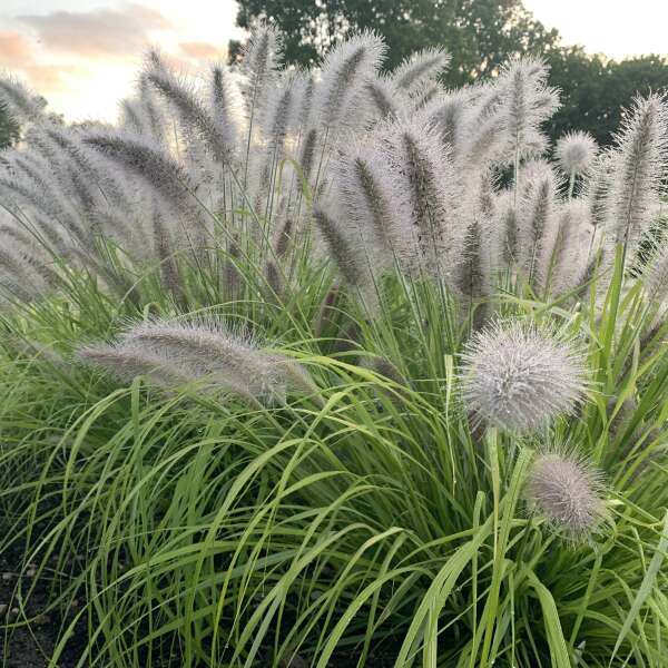 Prairie Winds® 'Lemon Squeeze' Fountain Grass (Pennisetum)