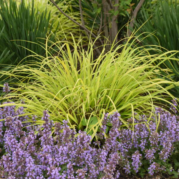 Prairie Winds® 'Lemon Squeeze' Fountain Grass (Pennisetum) - Image 3