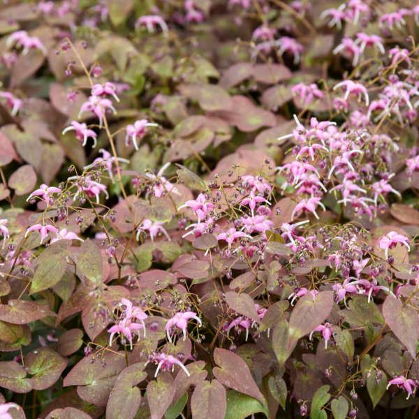 'Pretty in Pink' Barrenwort (Epimedium) - Image 3