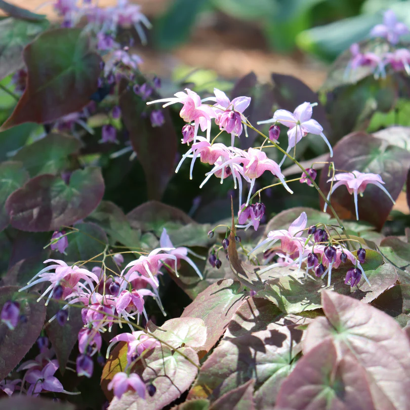 'Pretty in Pink' Barrenwort (Epimedium) - Image 4