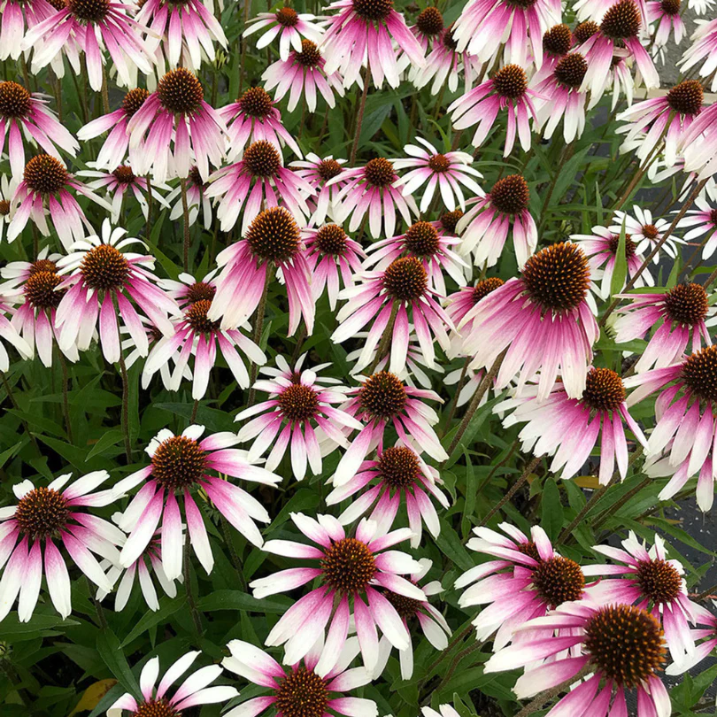 'Pretty Parasols' Coneflower (Echinacea) - Image 2