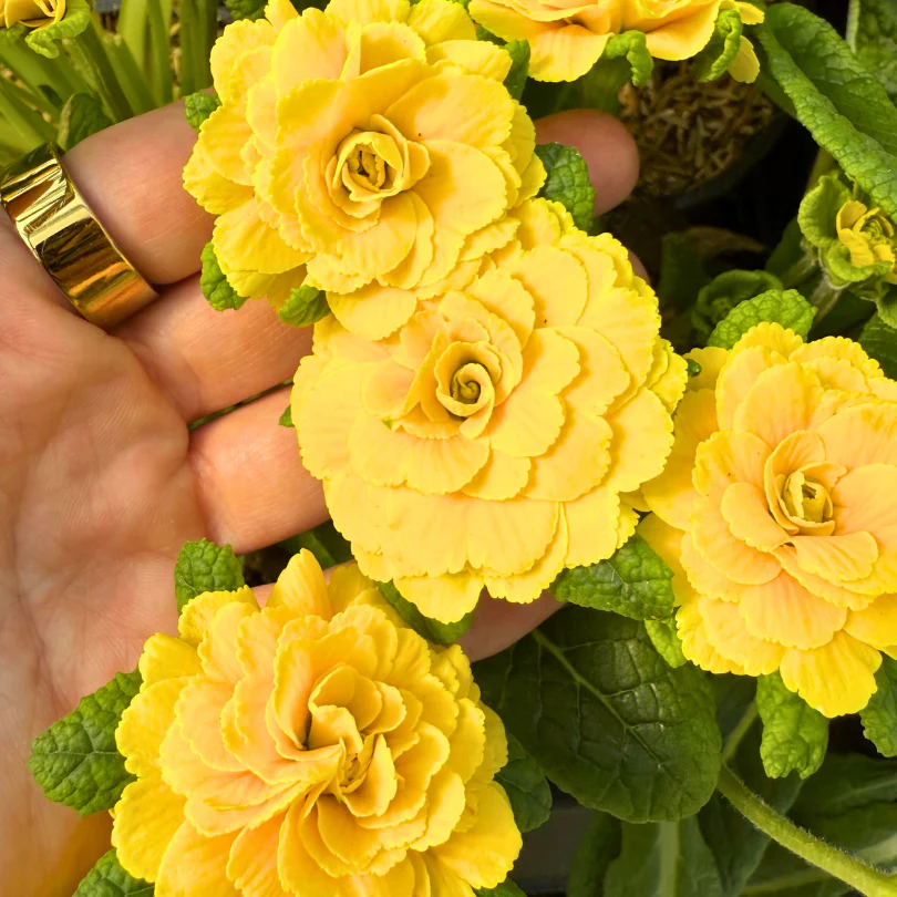 Prima Belarina® 'Spring Sun' Primrose (Primula)