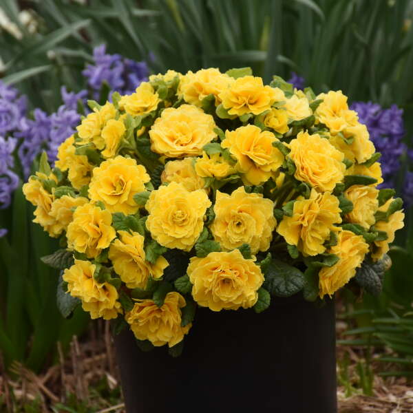 Prima Belarina® 'Spring Sun' Primrose (Primula) - Image 3
