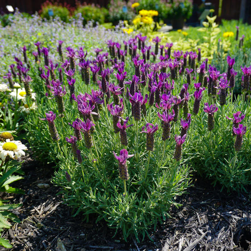 Primavera Spanish Lavender (Lavandula)