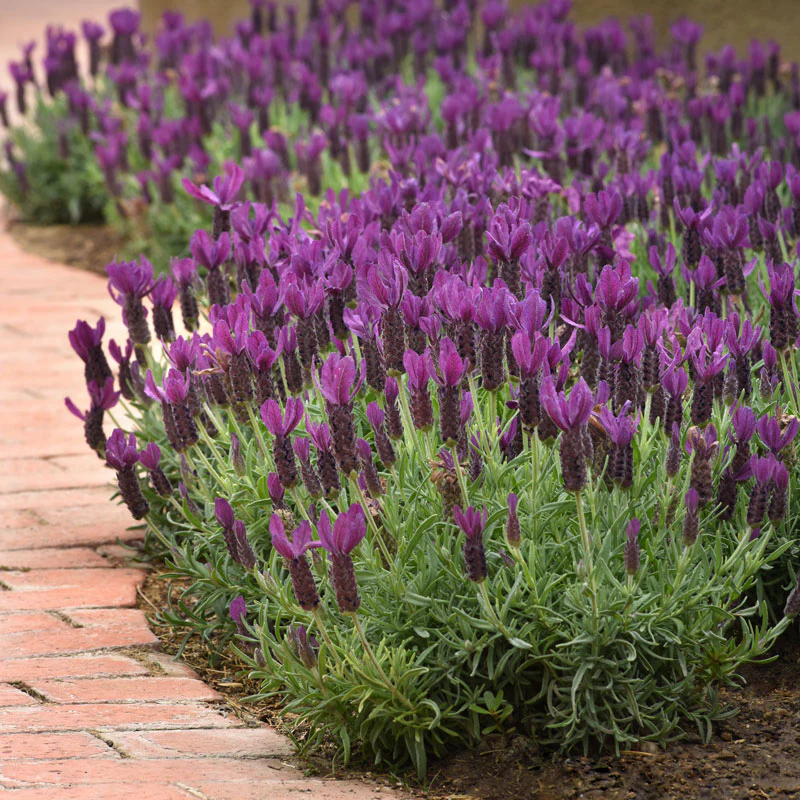 Primavera Spanish Lavender (Lavandula) - Image 2