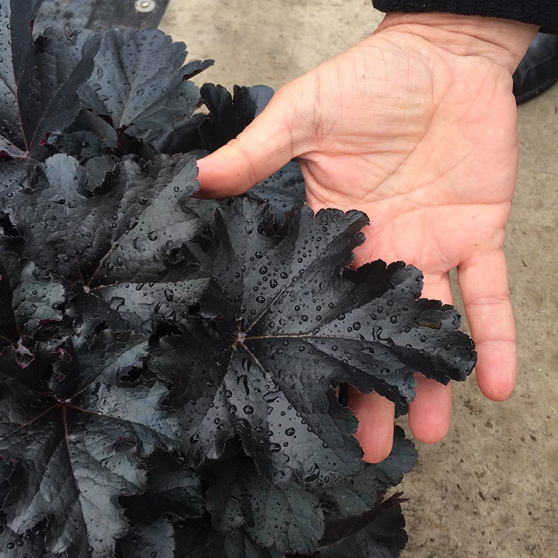 Primo® 'Black Pearl' Coral Bells (Heuchera) - Image 3