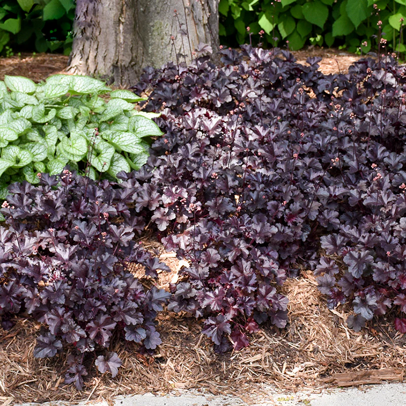 Primo® 'Black Pearl' Coral Bells (Heuchera) - Image 5