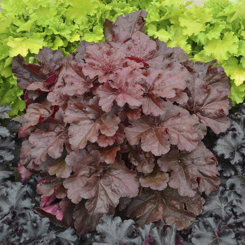 Primo® 'Mahogany Monster' Coral Bells (Heuchera) - Image 2