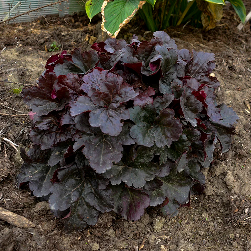 Primo® 'Mahogany Monster' Coral Bells (Heuchera) - Image 3