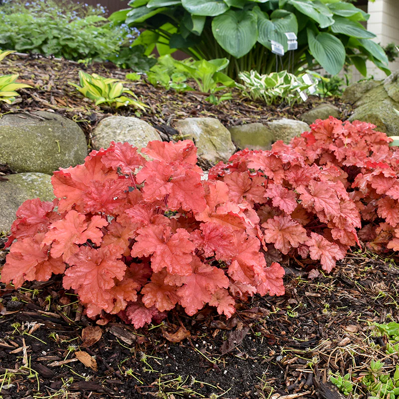 Primo® 'Peachberry Ice' Coral Bells (Heuchera) - Image 3