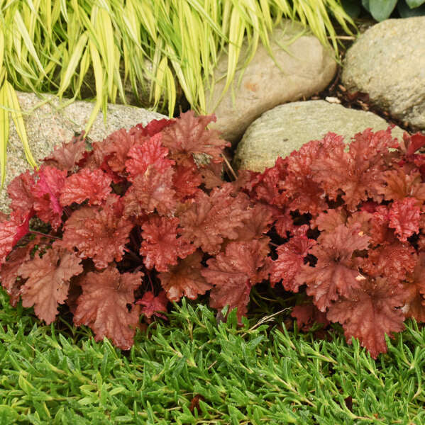 Primo® 'Peachberry Ice' Coral Bells (Heuchera) - Image 4
