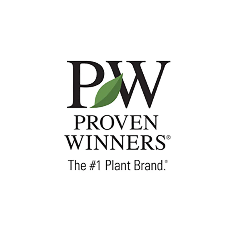 Primo® 'Peachberry Ice' Coral Bells (Heuchera) - Image 5