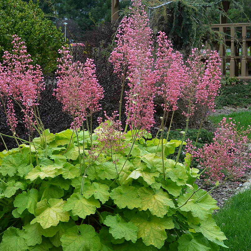 Primo® 'Pretty Pistachio' Coral Bells - Image 2